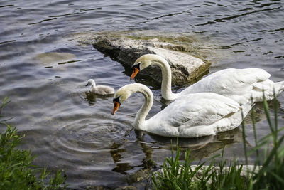 Mute swan parents swimming on a lake with their new born baby cygnet