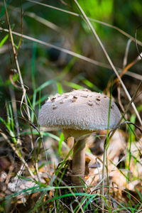 Close-up of mushrooms growing on field