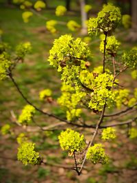 Close-up of yellow flowering plant