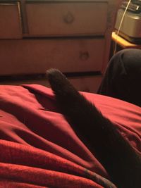 Close-up of red resting on bed at home