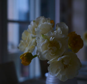 Close-up of yellow rose in vase