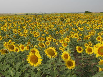 Scenic view of sunflower field against sky
