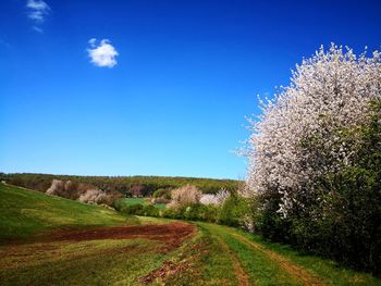 Scenic view of road amidst trees on field against blue sky