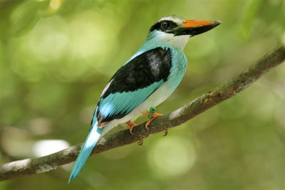 Close-up of bird perching on branch