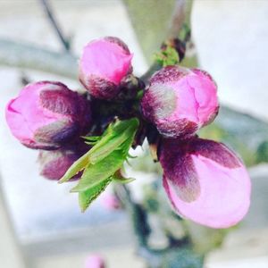 Close-up of pink flowers