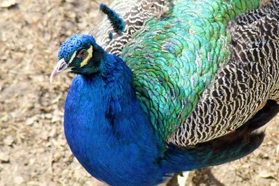Close-up of peacock