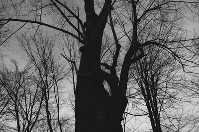 Low angle view of silhouette bare tree against sky