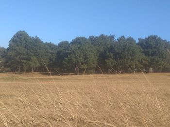 Trees growing on field against sky