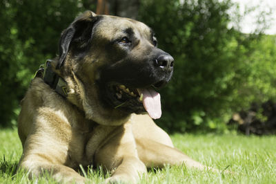 Close-up of a dog looking away