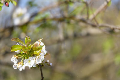 Close-up of cherry blossom on tree