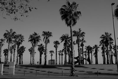 Palm trees against clear sky