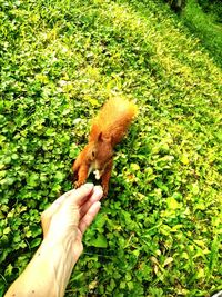 High angle view of hand holding lizard on grass