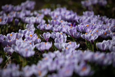 Close-up of purple crocus flowers