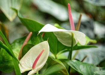 Close-up of flowering plant