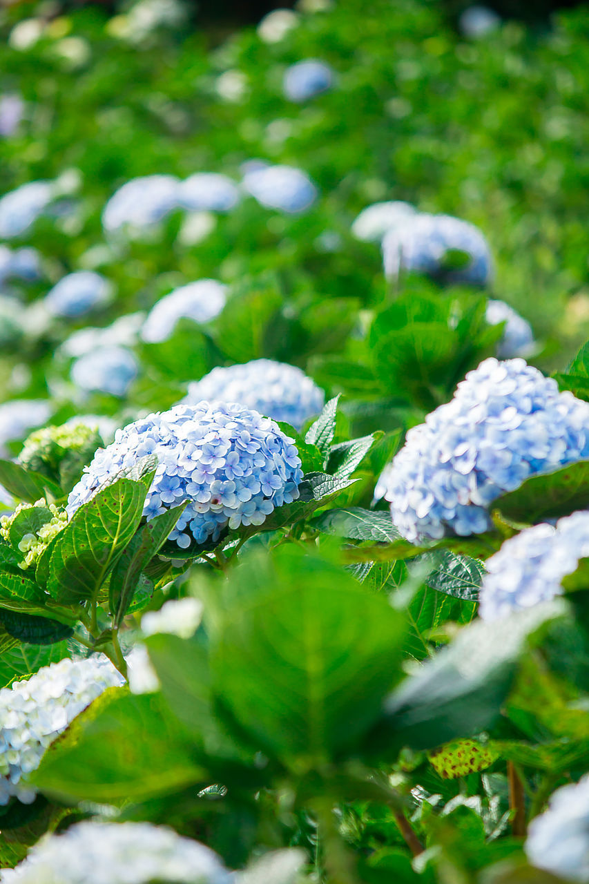 CLOSE-UP OF SNOW ON PLANT