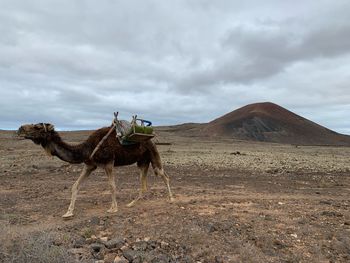 View of a horse on desert