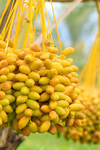 Close-up of fruits growing on tree