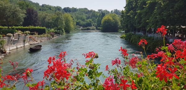 Scenic view of river amidst trees