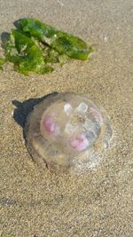 High angle view of crab on sand