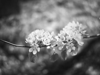Close-up of cherry blossom