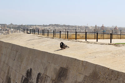 Bird perching on bridge against clear sky