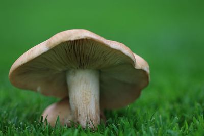 Close-up of mushroom on grass