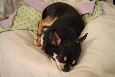 Close-up of dog relaxing