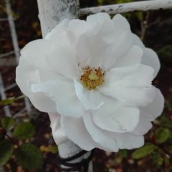 Close-up of white rose flower