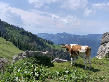 Cows on landscape against mountains