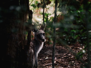Portrait of kangaroo by trees in forest
