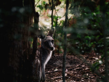 Horse in forest