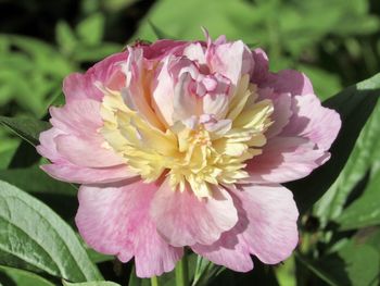 Close-up of pink rose flower