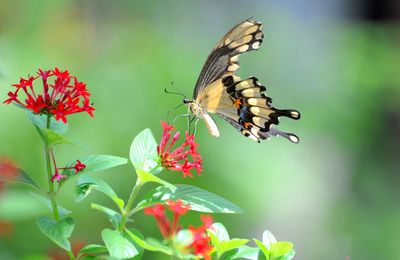 Close-up of butterfly pollinating on flower