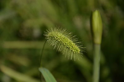 Close-up of spiked plant