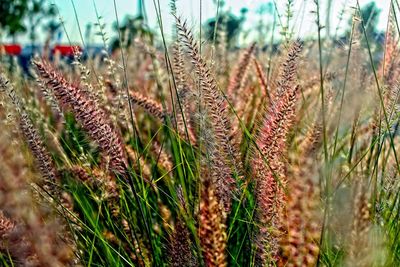 Close-up of plants growing in field