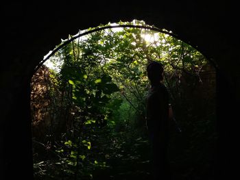 Rear view of silhouette person standing by tree in forest