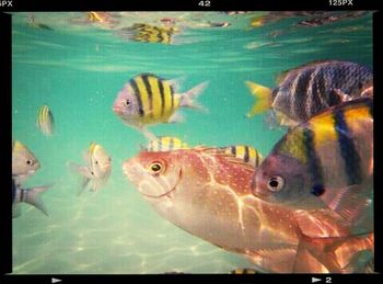 Fish in aquarium