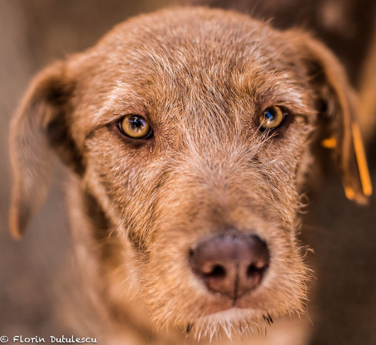 one animal, portrait, looking at camera, animal body part, dog, animal head, close-up, pets, mammal, no people, animal themes, animal eye, domestic animals, outdoors, day