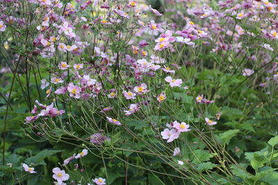 Close-up of pink flowering plants on field