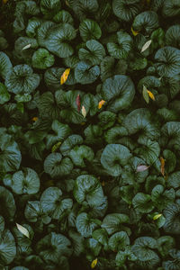 Full frame shot of flowering plants