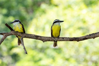 Bird perching on branch