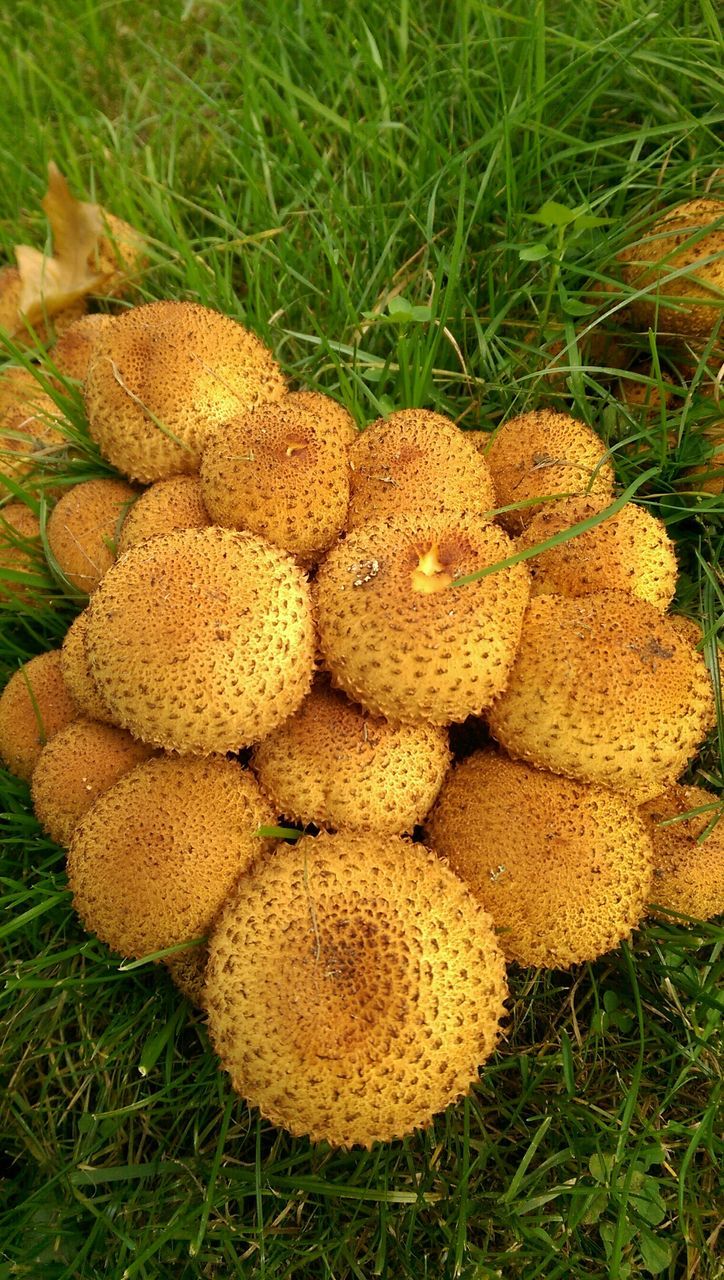 mushroom, fungus, grass, growth, field, freshness, nature, high angle view, fragility, beauty in nature, close-up, uncultivated, plant, day, no people, toadstool, growing, grassy, outdoors, edible mushroom