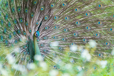 Full frame shot of peacock