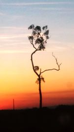 Silhouette tree on field against sky during sunset