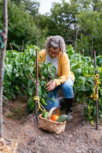 Mature female in casual clothes with basket picking fresh vegetables from plant during work on farm on summer day