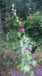 Low angle view of flowers growing on tree