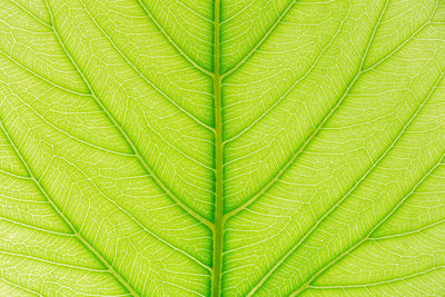 Close-up of green leaf