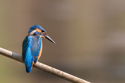 Kingfisher close.up, alcedo atthis, po valley, italy countryside