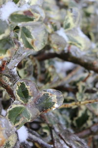 Close-up of frozen leaves on tree