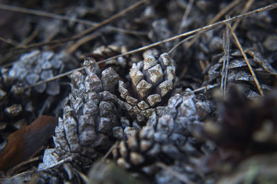 Close-up of pinecone 